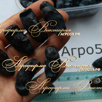 Жимолость БЛЭК АЙС КРИМ ("Black Ice Cream" - "Черное Мороженое", Канада) (КРУПНОМЕР! ОГРОМНЫЙ КУСТ, УРОЖАЙ В ГОД ПОСАДКИ) Жимолость БЛЭК АЙС КРИМ ("Black Ice Cream" - "Черное Мороженое", Канада) (КРУПНОМЕР! ОГРОМНЫЙ КУСТ, УРОЖАЙ В ГОД ПОСАДКИ)